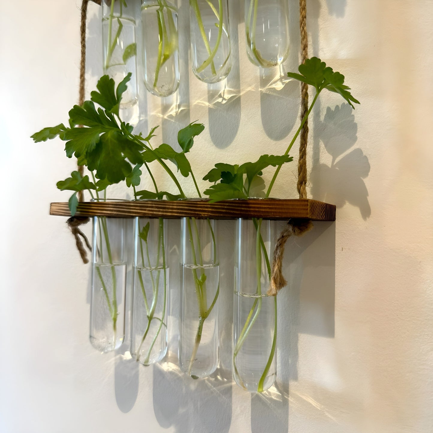 Testtube Vases Hanging Hydroponic System, Test Tube Propagate Plant Clipping Pothos Wall Propagation System